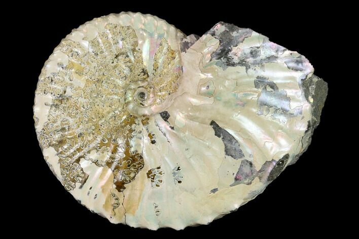 Silver, Iridescent Ammonite (Hoploscaphites) - South Dakota #155423